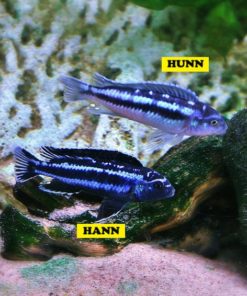 MAINGANO, Melanochromis cyaneorhabdos (Malawi)