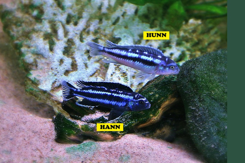 MAINGANO, Melanochromis cyaneorhabdos (Malawi)