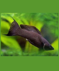 MOLLY 'Lyrehale', Poecilia sphenops