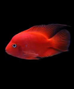 RØD PAPEGØYECIKLIDE Hoplarchus psittacus