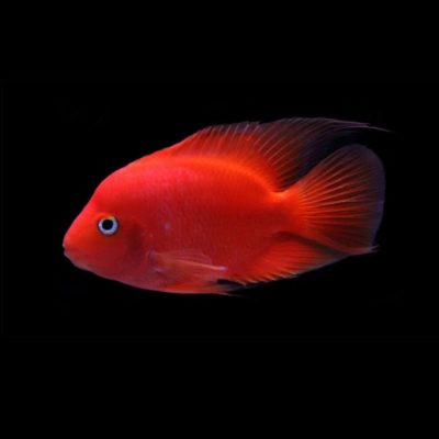 RØD PAPEGØYECIKLIDE Hoplarchus psittacus