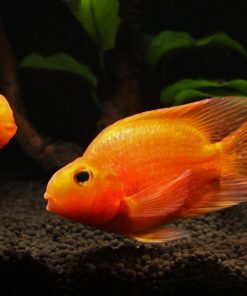 gallery-9744-for-100033