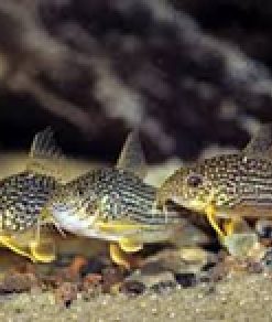 gallery-9746-for-100132