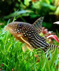 PANSERMALLE 'Sterbai', Hoplisoma sterbai