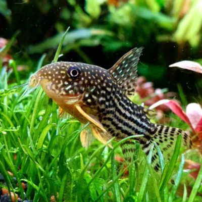 PANSERMALLE 'Sterbai', Hoplisoma sterbai