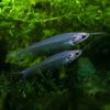 INDISK GLASSMALLE Kryptopterus vitreolus