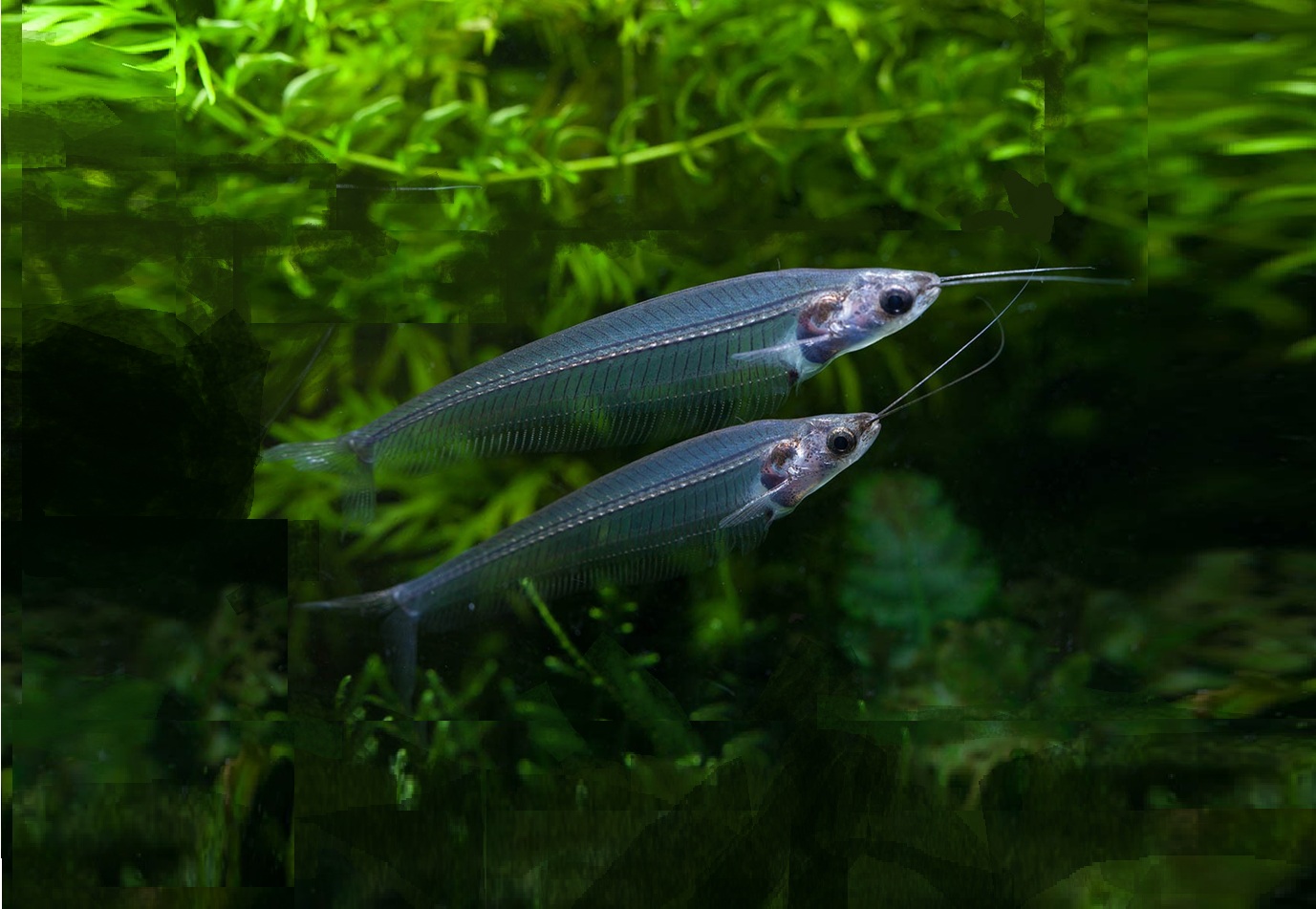 INDISK GLASSMALLE Kryptopterus vitreolus