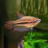 GURAMI "Pygmè" Trichopsis pumila