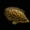 LEOPARDBUSKFISK Ctenopoma acutirostre