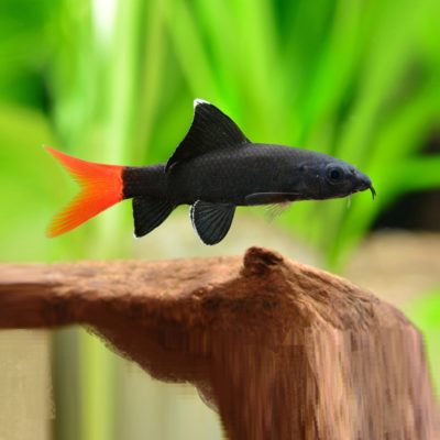 Åler, haier og monsterfisk