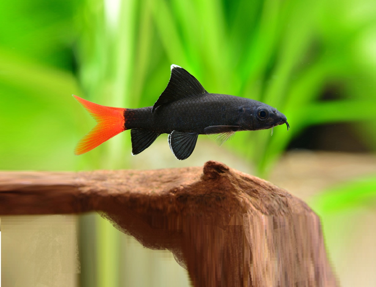 Åler, haier og monsterfisk