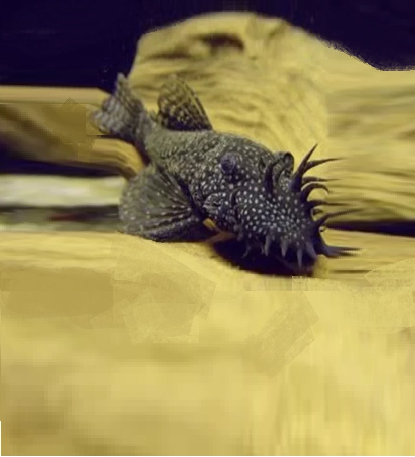 gallery-9759-for-100975