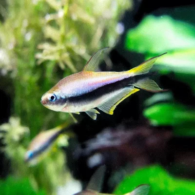 KEISERTETRA Nematobrycon palmeri