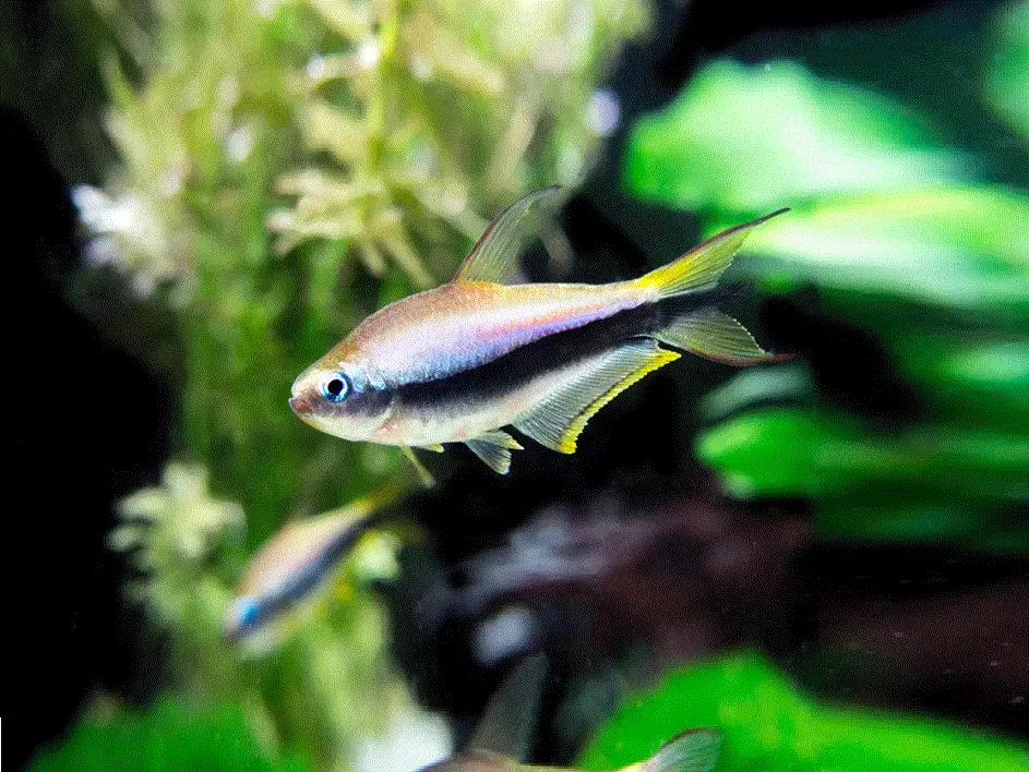 KEISERTETRA Nematobrycon palmeri