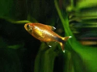 KOBBERTETRA, Hasemania nana