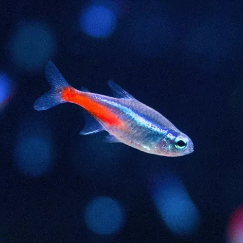NEONTETRA, Paracheirodon innesi