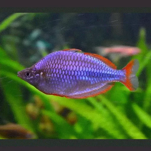 REGNBUEFISK 'Neon', Melanotaenia praecox
