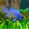 SOMMERFUGLCIKLIDE, 'Electric blue', Microgeophagus ramirezi