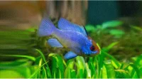 SOMMERFUGLCIKLIDE, 'Electric blue', Microgeophagus ramirezi