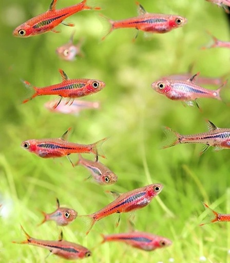 MOSKITO RASBORA Boraras brigittae