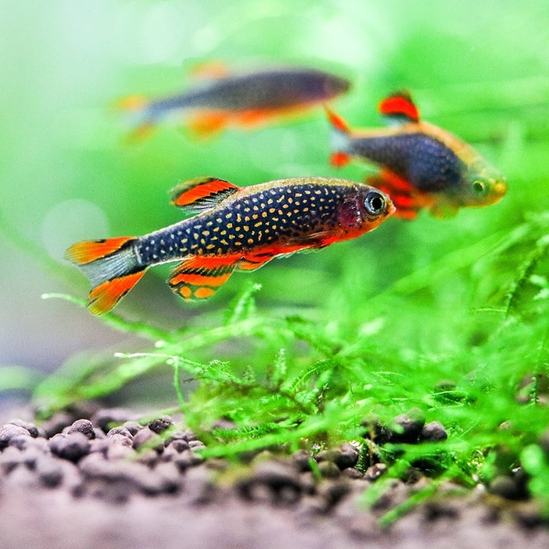 STJERNEDANIO (Galaxyrasbora) Danio margaritatus
