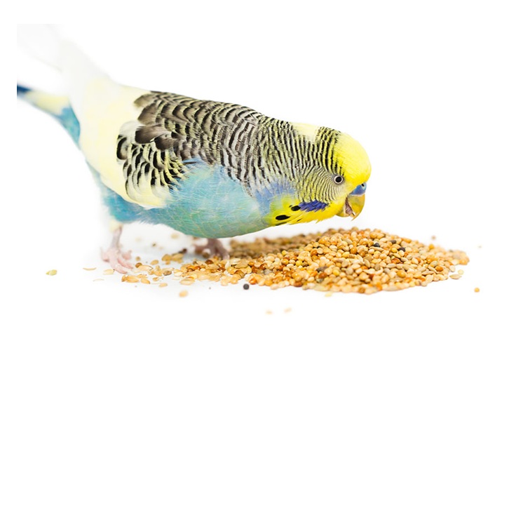 Fór og kosttilskudd