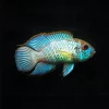 ACARA "Electric blue" Andinoacara pulcher