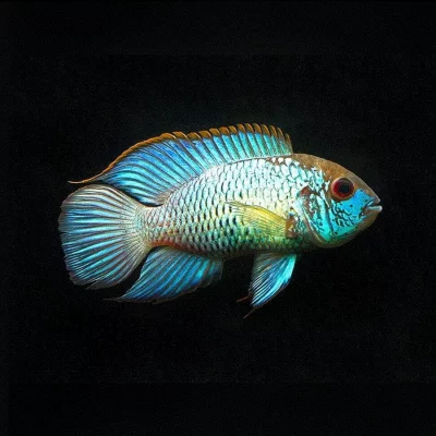 ACARA "Electric blue" Andinoacara pulcher
