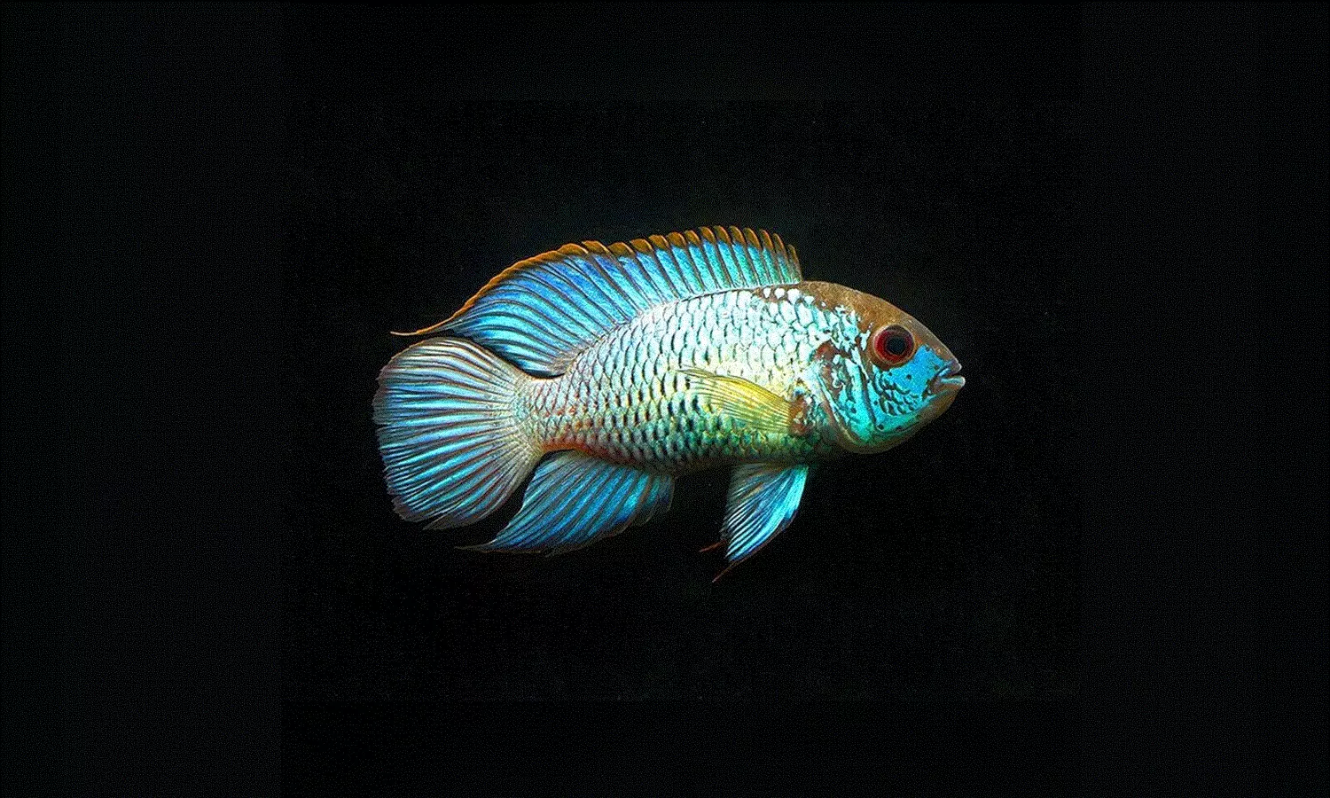 ACARA "Electric blue" Andinoacara pulcher