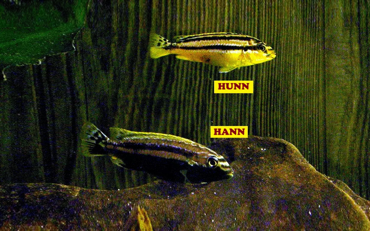 AURATUS, Melanochromis auratus (Malawi)