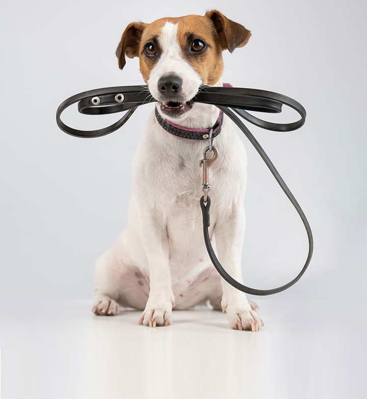 Halsbånd, sele og kobbel