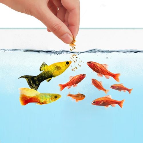 Fór og kosttilskudd