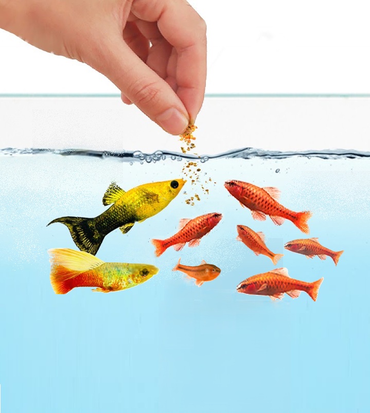 Fór og kosttilskudd