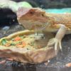 SKJEGGAGAM "Onyx" 'Hypo Cawley Super Red', Pogona vitticeps