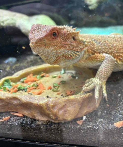 SKJEGGAGAM "Onyx" 'Hypo Cawley Super Red', Pogona vitticeps