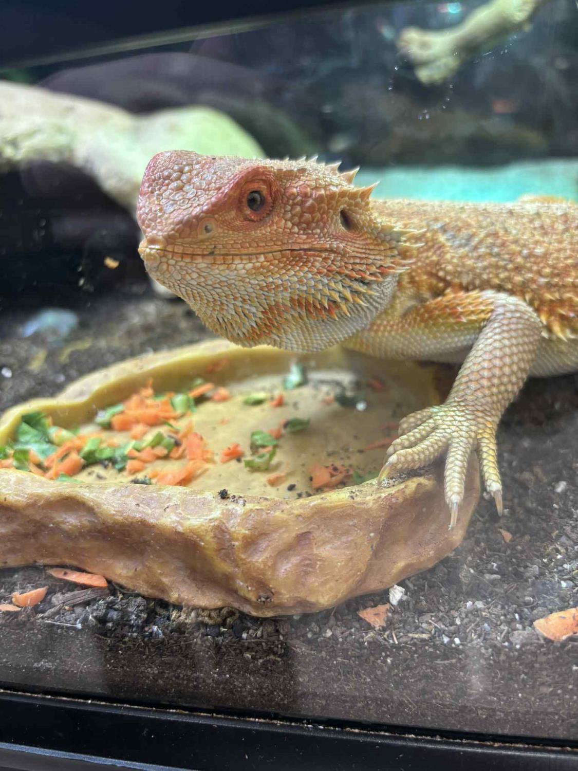 SKJEGGAGAM "Onyx" 'Hypo Cawley Super Red', Pogona vitticeps