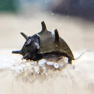 ANTENNESNEGLE Clithon corona