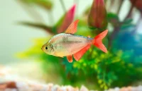 COLOMBIATETRA, Hyphessobrycon columbianus, 3-4cm