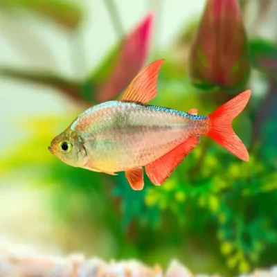 COLOMBIATETRA, Hyphessobrycon columbianus, 3-4cm