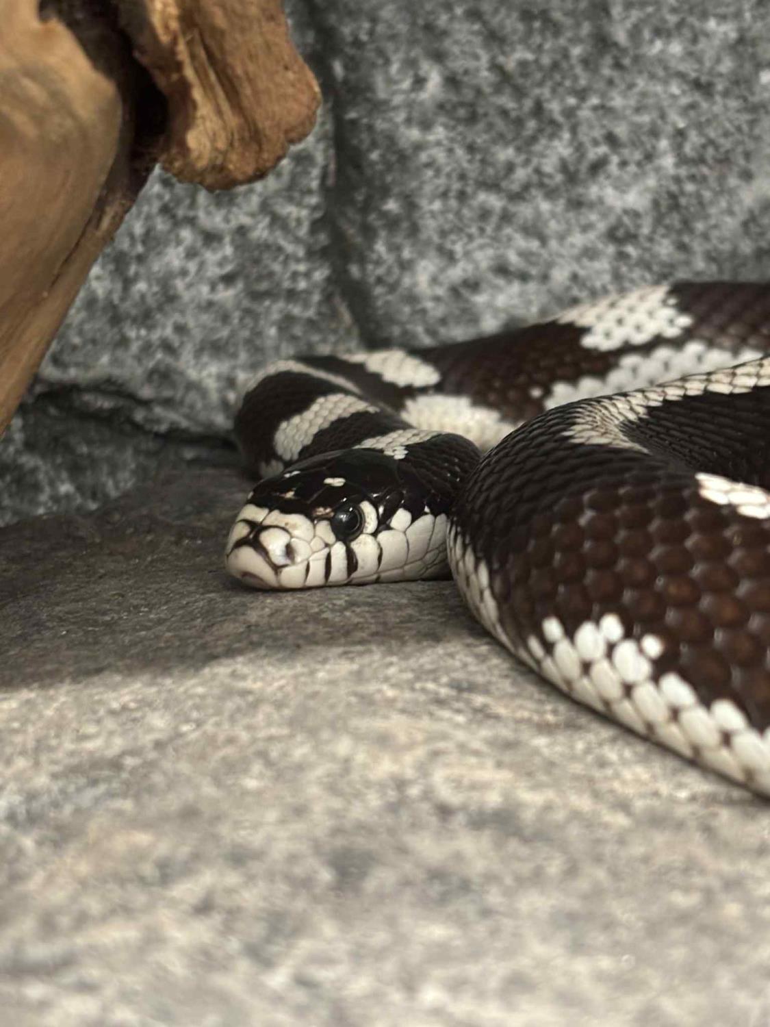 KONGESNOK, "Emma" voksen, 0,1 hunnkjønn