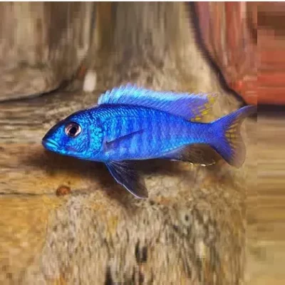 BLÅ AHLI Scianochromis fryeri (Malawi)