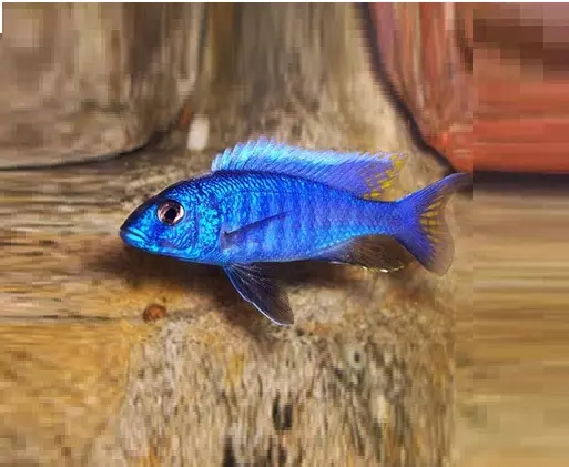BLÅ AHLI Scianochromis fryeri (Malawi)