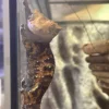 KRANSET GEKKO "Turbo" Tricolor/ Extreme Harlequin