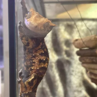 KRANSET GEKKO "Turbo" Tricolor/ Extreme Harlequin