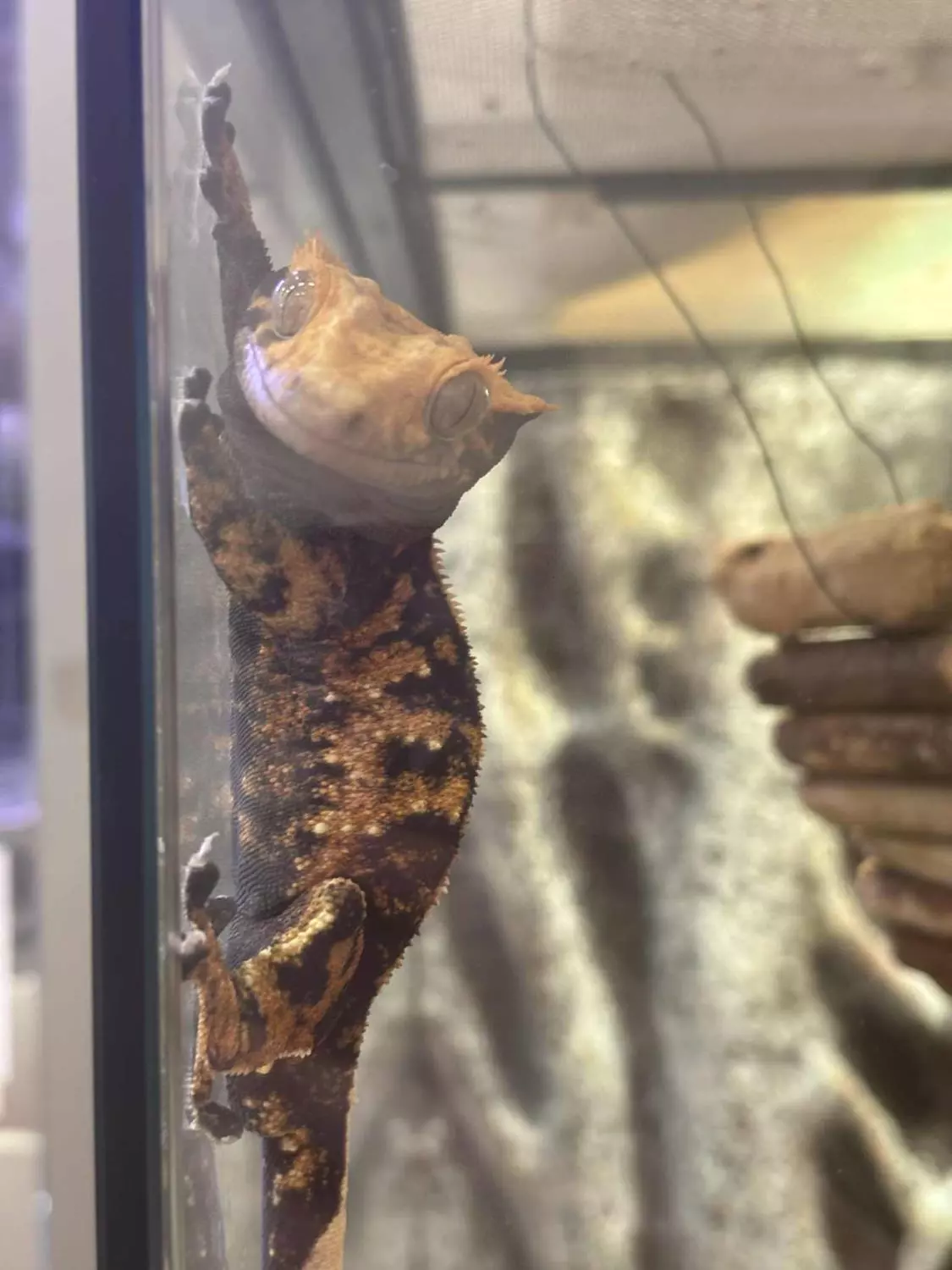 KRANSET GEKKO "Turbo" Tricolor/ Extreme Harlequin