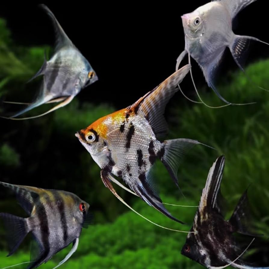 SCALARE M ca. 5cm. Pterophyllum scalare