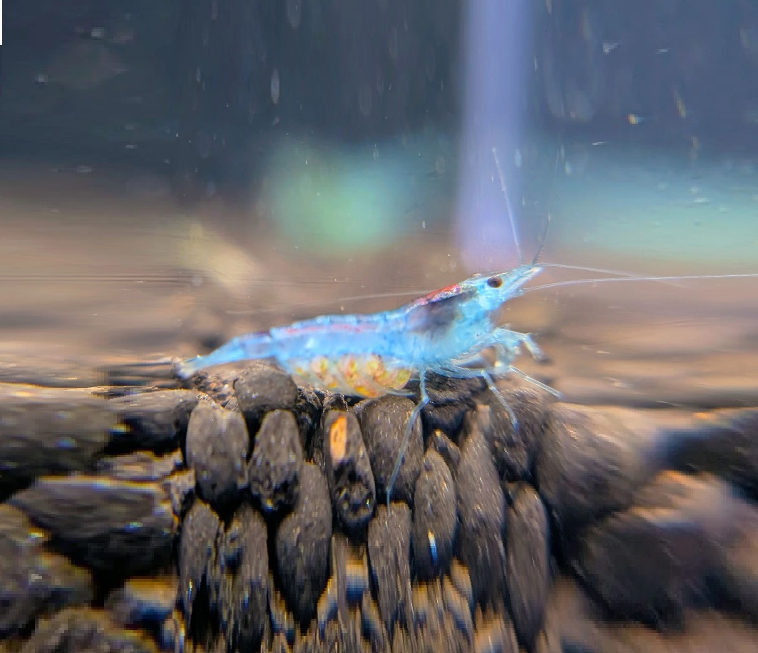 BLUE JELLY REKE Neocaridinia davidi