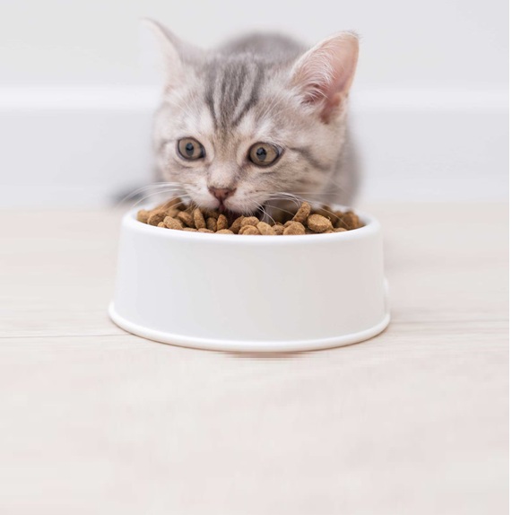 Fór og kosttilskudd