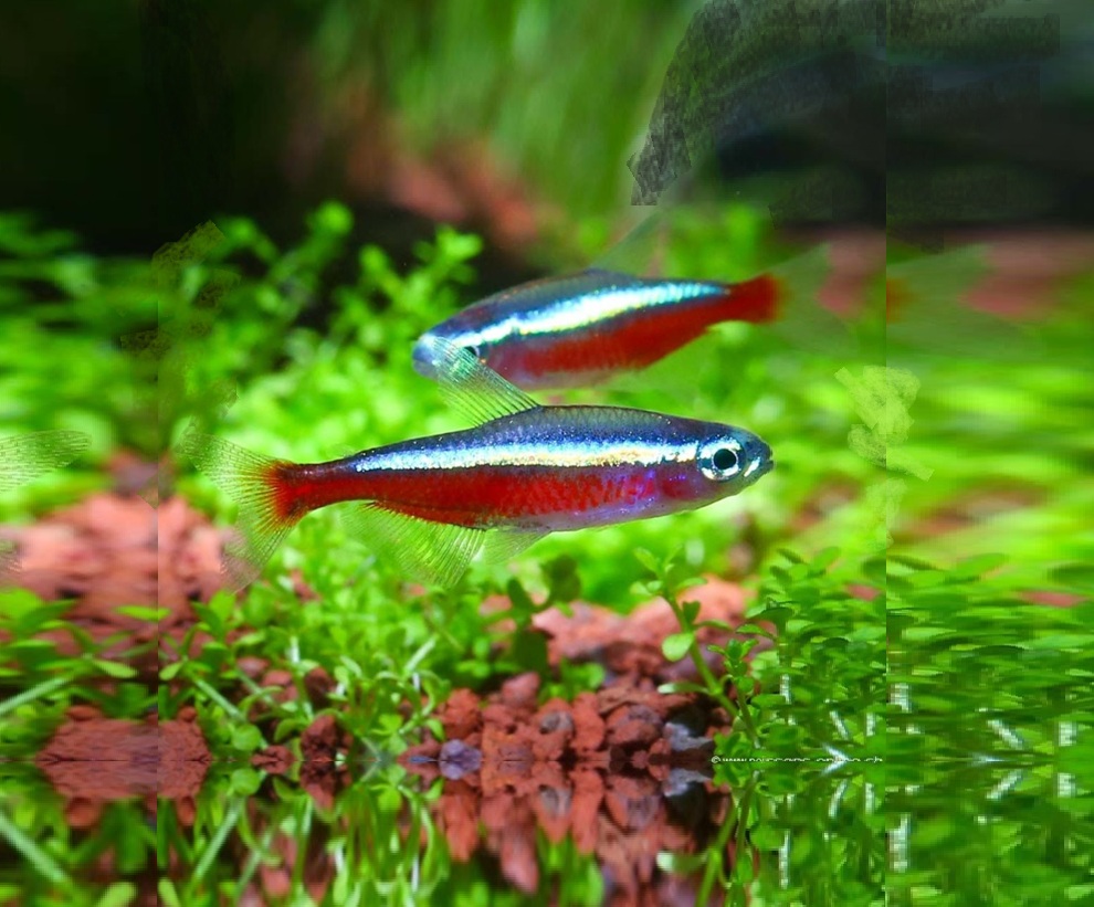 KARDINALTETRA, Paracheirodon axelrodi