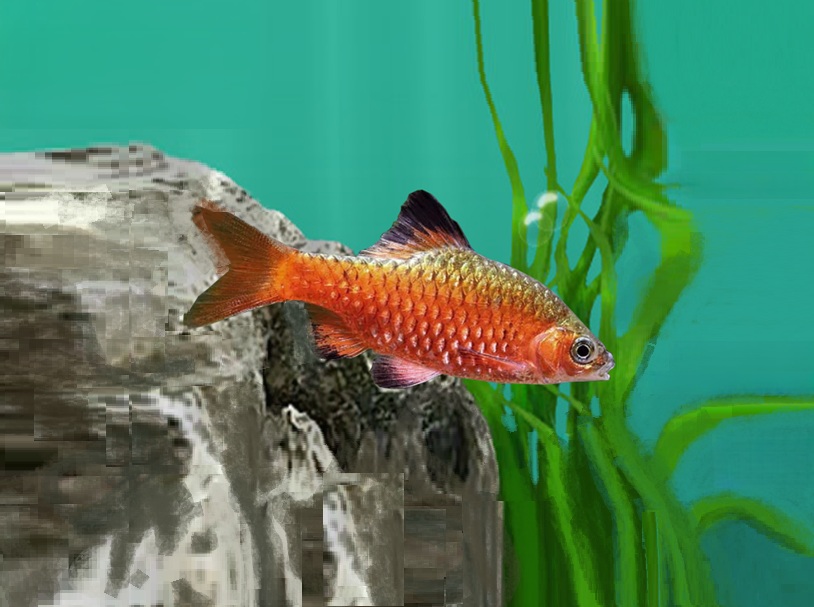 PRAKTBARBE Pethia conchonius